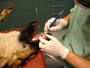 Laserbehandlung des Zahnfleisches beim Hund